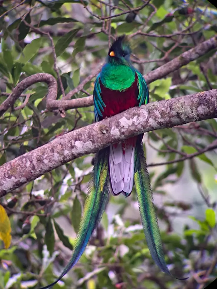 Avistamiento del Quetzal - Atitlán